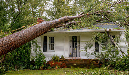 tree fallen on a small white house